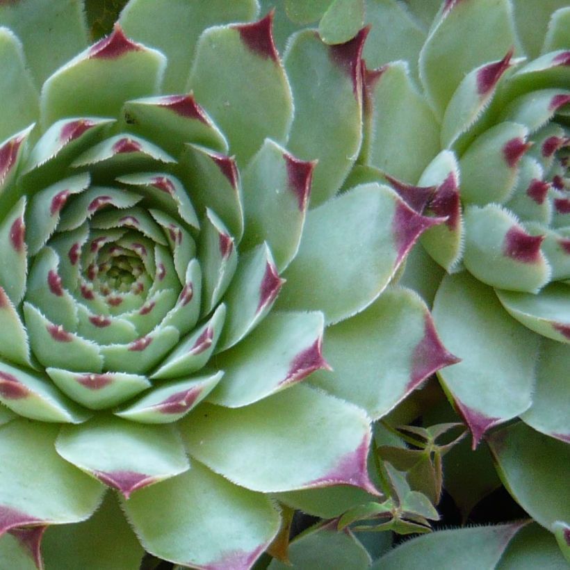 Sempervivum calcareum - Huislook (Foliage)