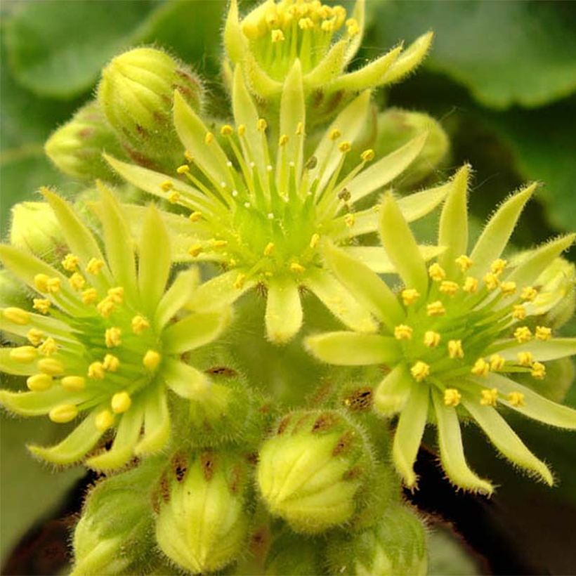 Sempervivum ciliosum var. borisii - Huislook (Flowering)