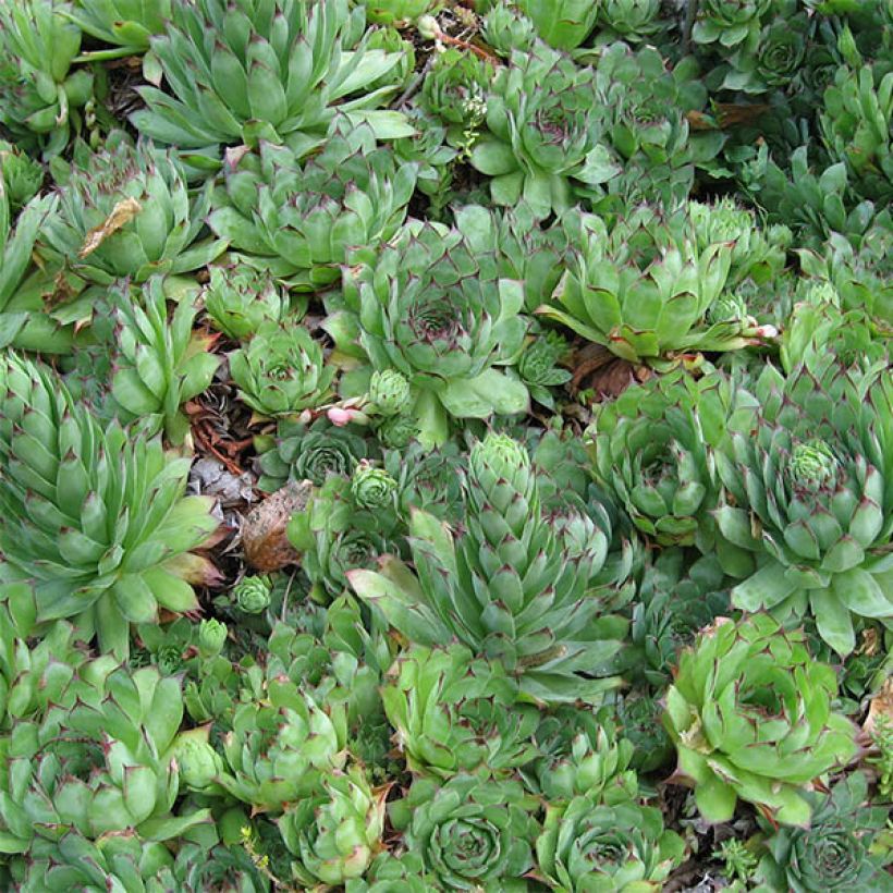 Sempervivum tectorum - Gewone huislook (Foliage)