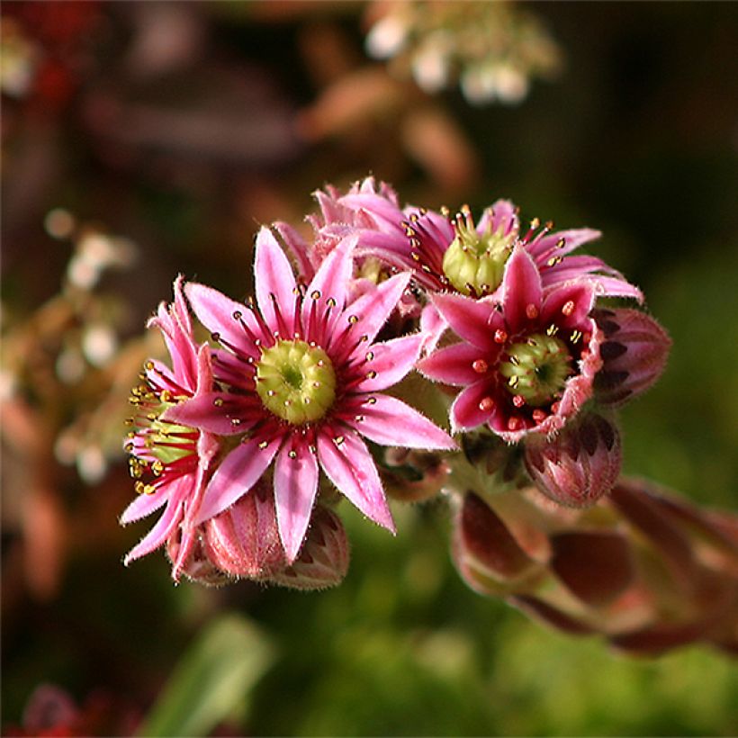 Sempervivum tectorum - Gewone huislook (Flowering)