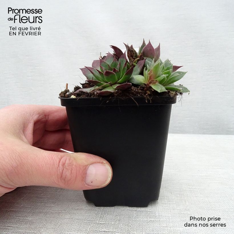 Example of Sempervivum tectorum - Gewone huislook Kweekpotje van 8/9 cm as you get in hiver