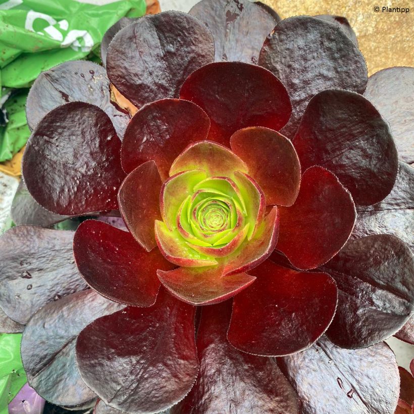 Semponium Destiny (Blad)