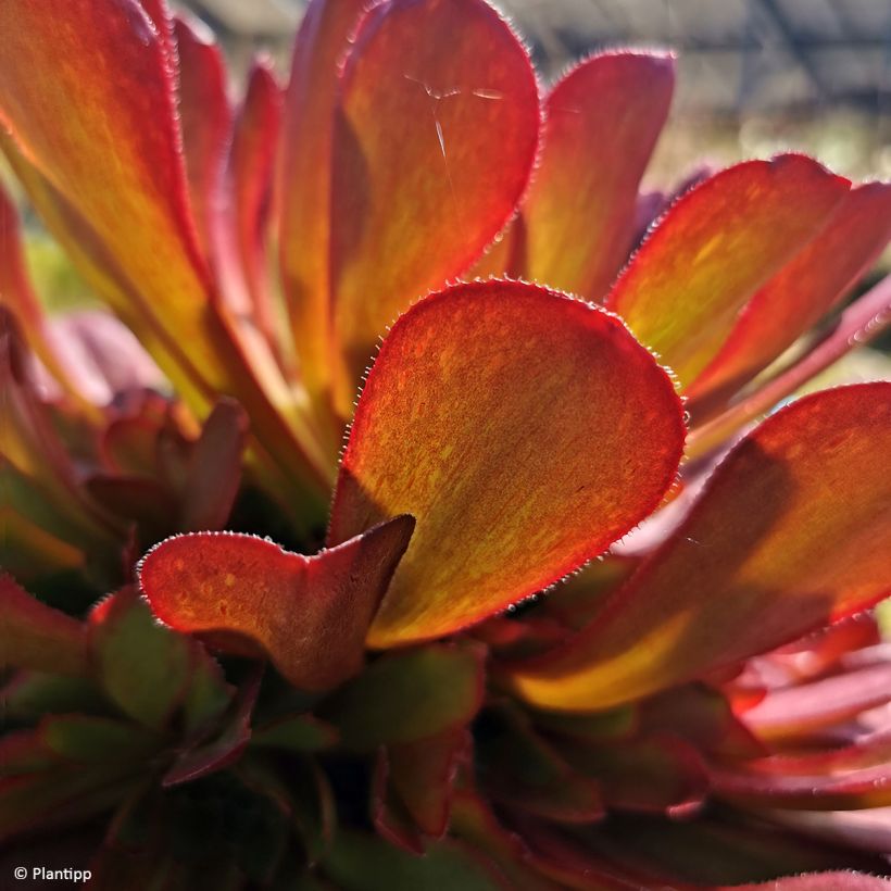 Semponium Sienna (Blad)