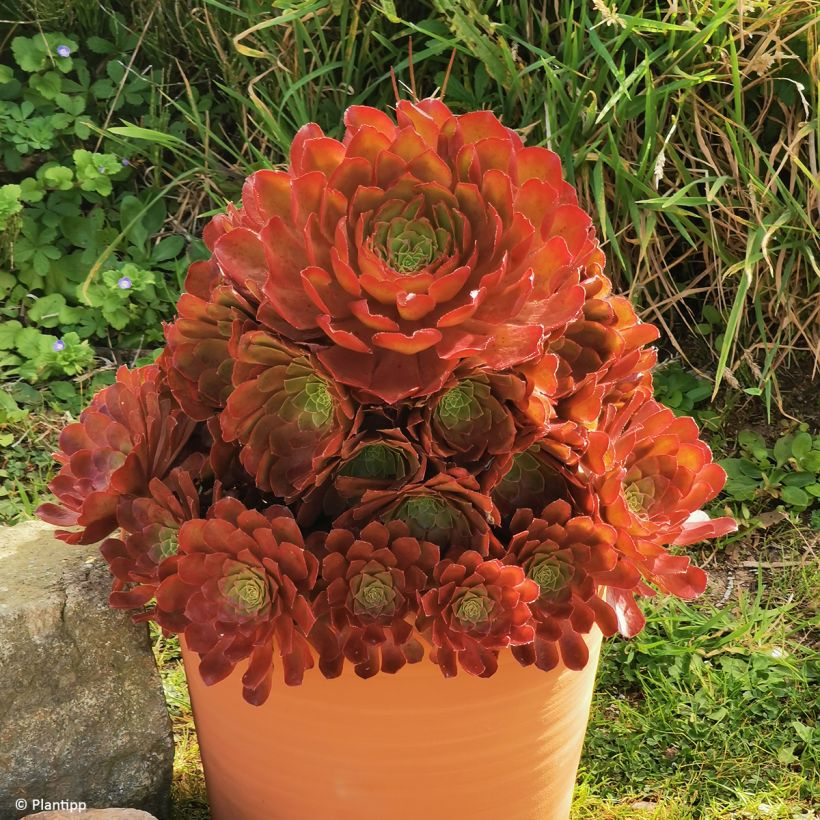 Semponium Sienna (Groeiplaats)