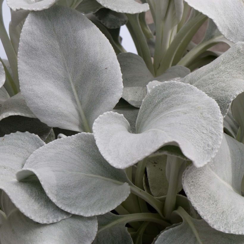 Senecio cineraria var. candicans Angel Wings - Zilverkruiskruid (Foliage)