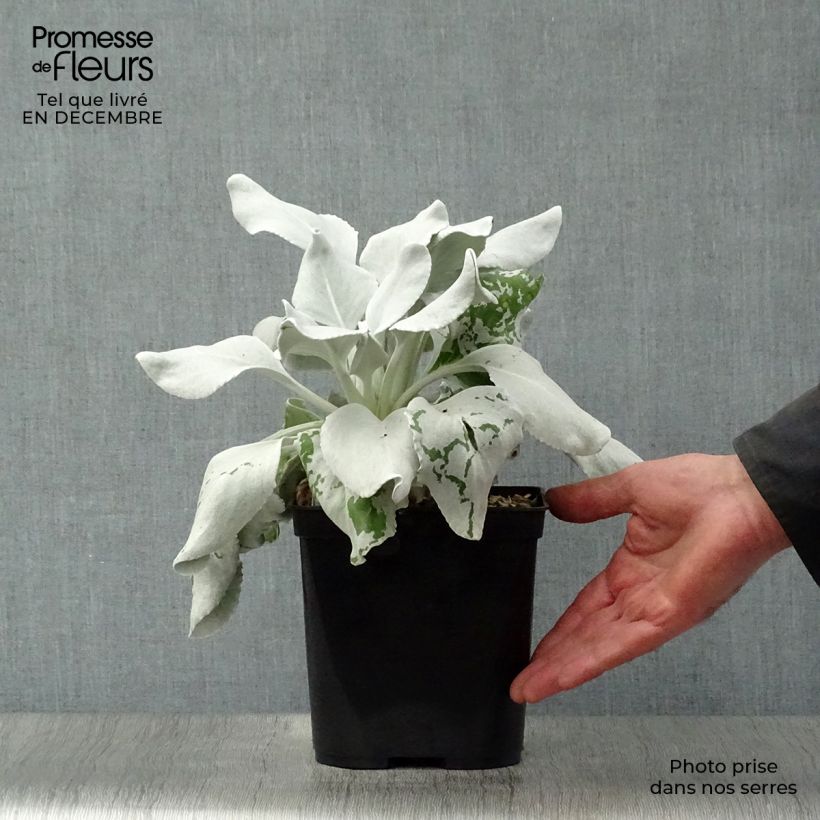 Example of Senecio Angel Wings - Seneçon  Pot van 2 l/3 l as you get in hiver