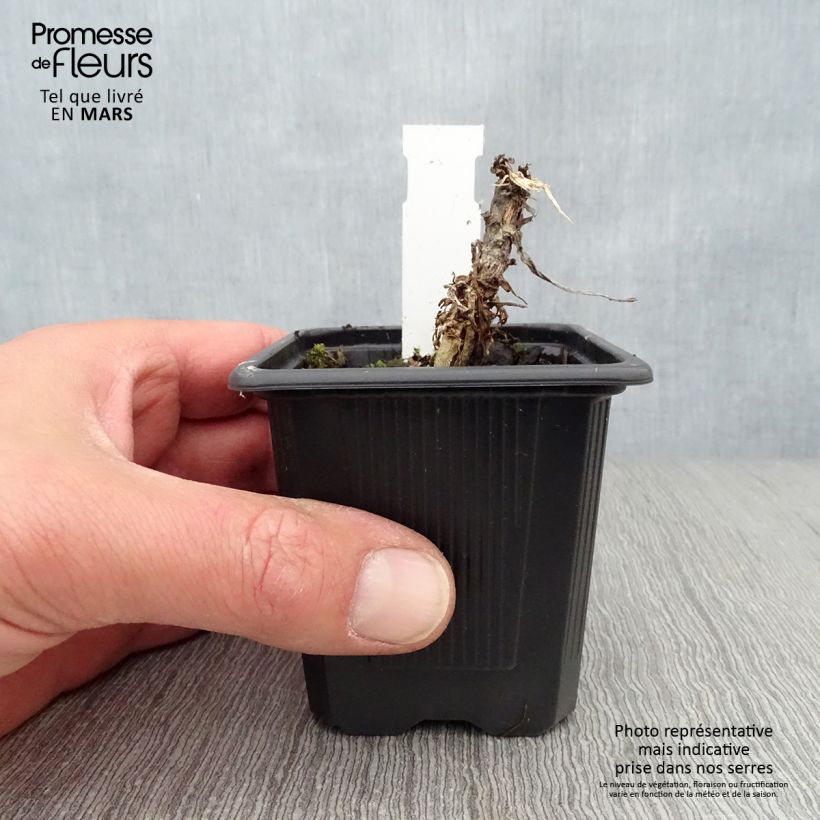 Exemplaar van Senecio Donkey's Ears - Zilverkruiskruid Kweekpotje van 8/9 cm zoals geleverd in de lente