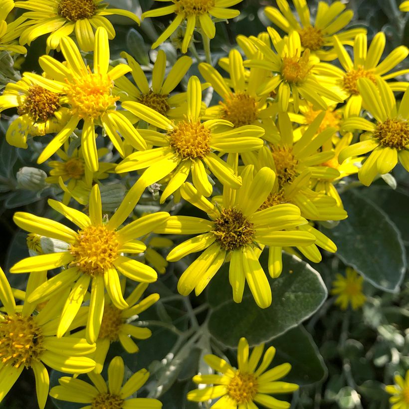 Senecio greyi Sunshine - Nieuw-Zeelandse senecio (Bloei)