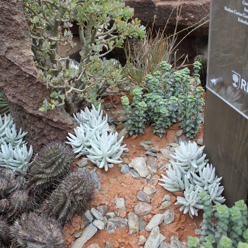 Senecio hawortii - Coconplant (Groeiplaats)