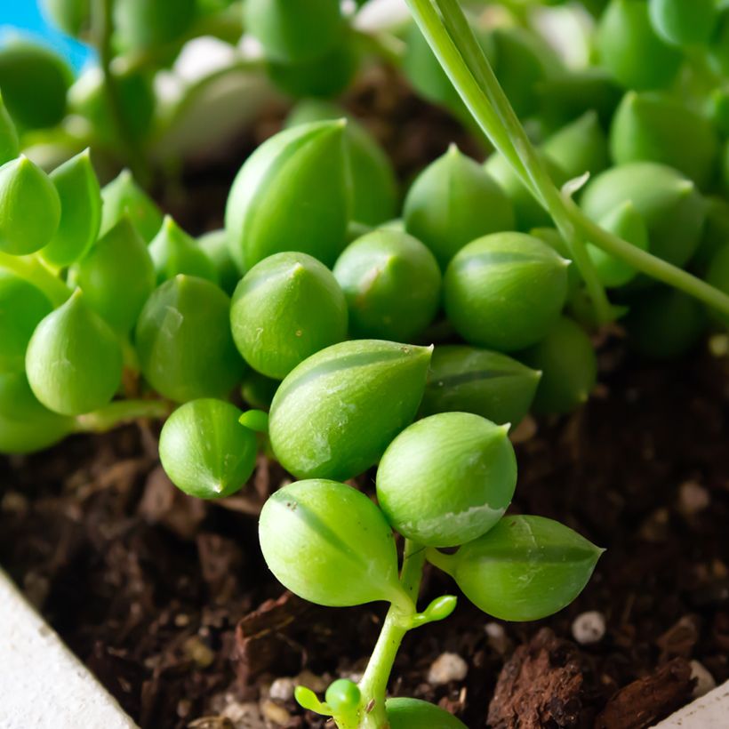 Senecio herreianus - Erwtenplant (Blad)