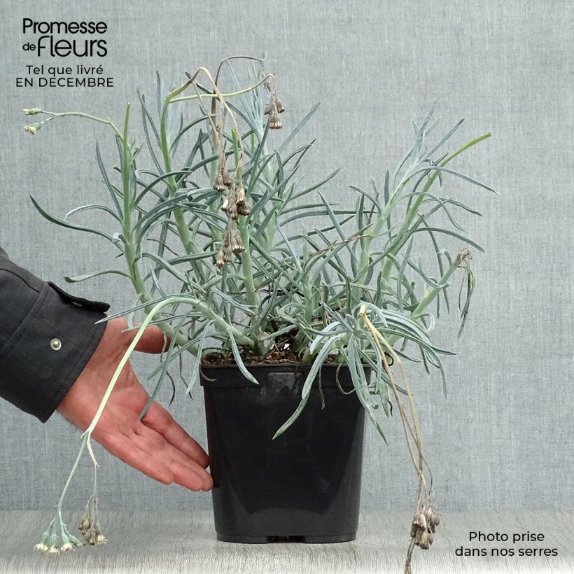 Example of Senecio mandraliscae Pot van 2 l/3 l as you get in hiver