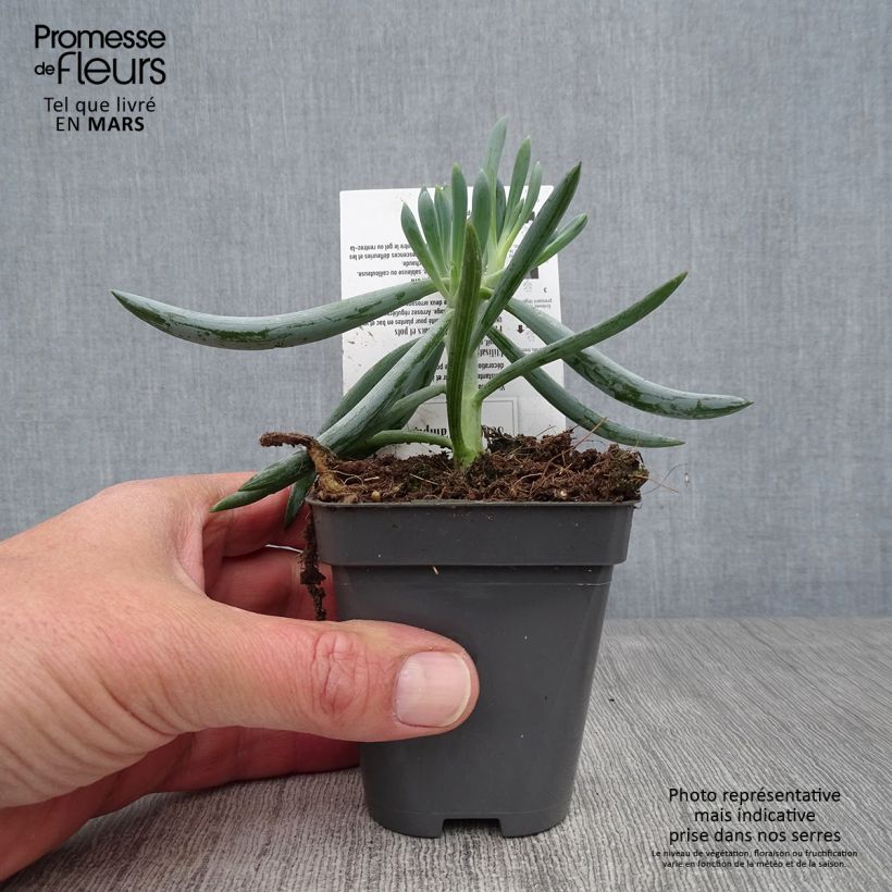 Example of Senecio mandraliscae Kweekpotje van 8/9 cm as you get in printemps
