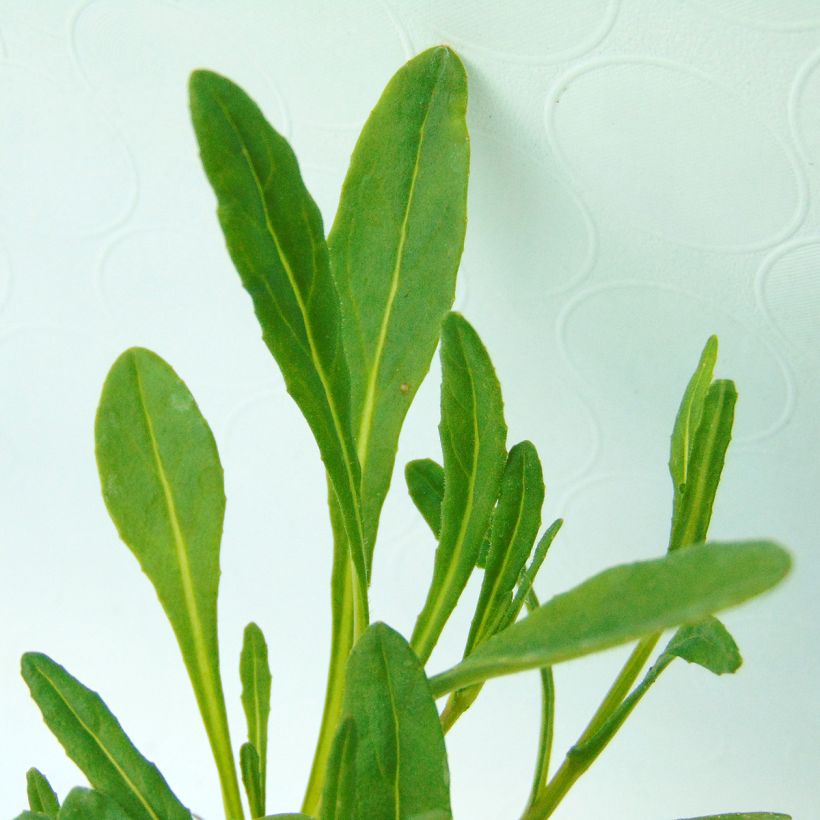 Senecio polyodon - Kruiskruid (Foliage)