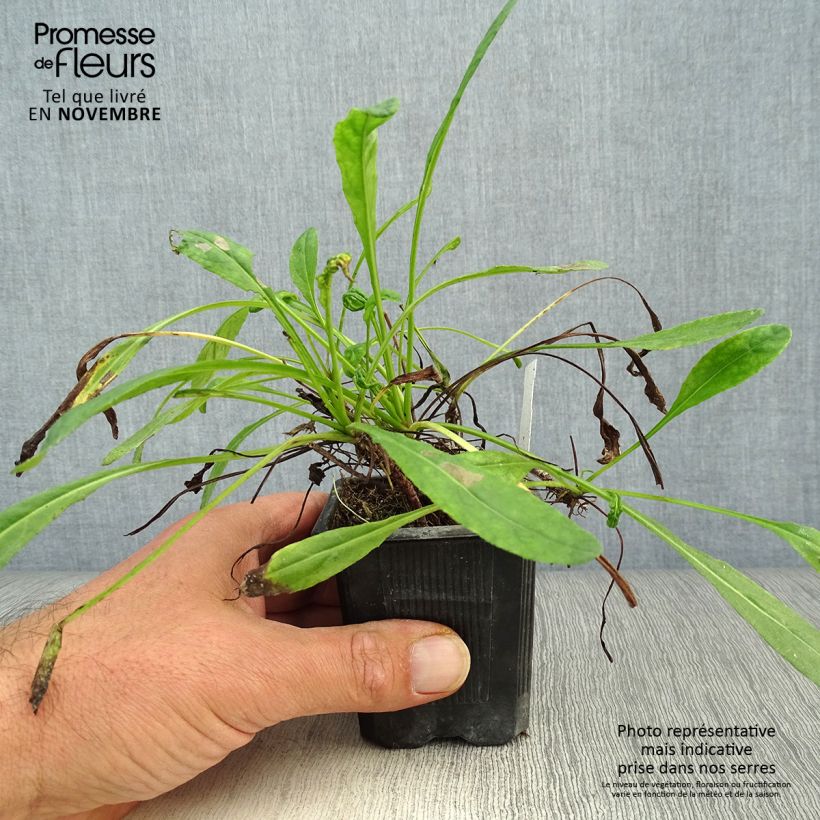 Exemplaar van Senecio polyodon - Kruiskruid Kweekpotje van 8/9 cm zoals geleverd in de herfst