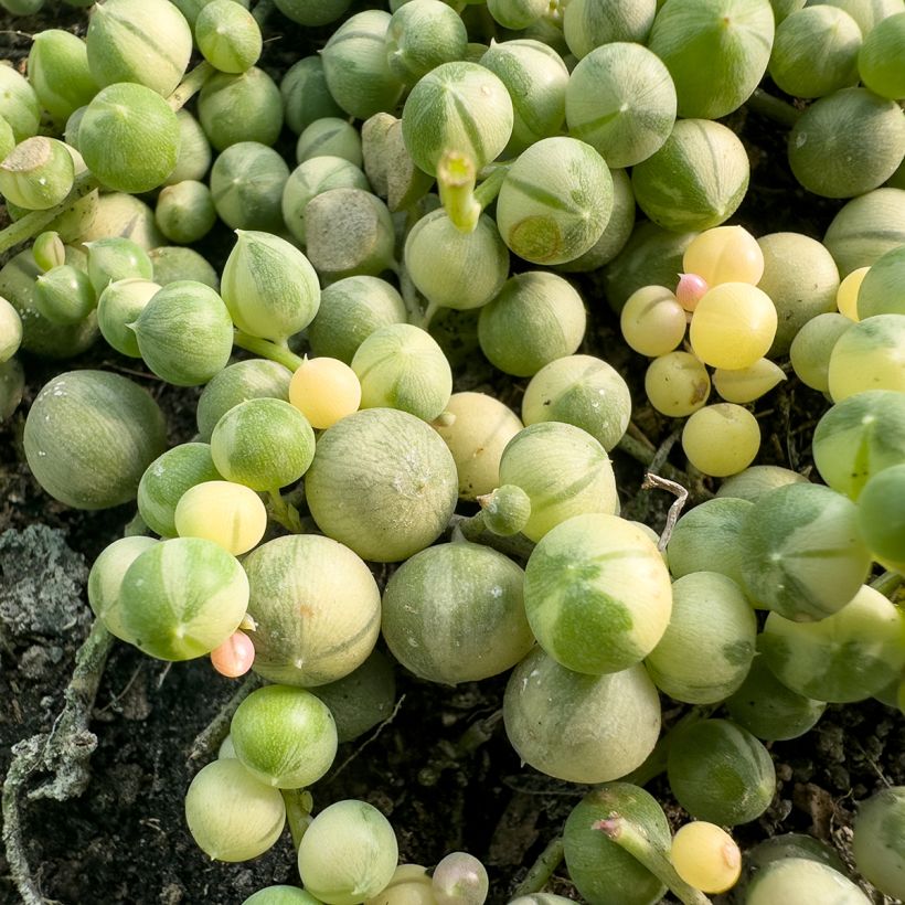 Senecio rowleyanus Variegata - Parelketting (Blad)