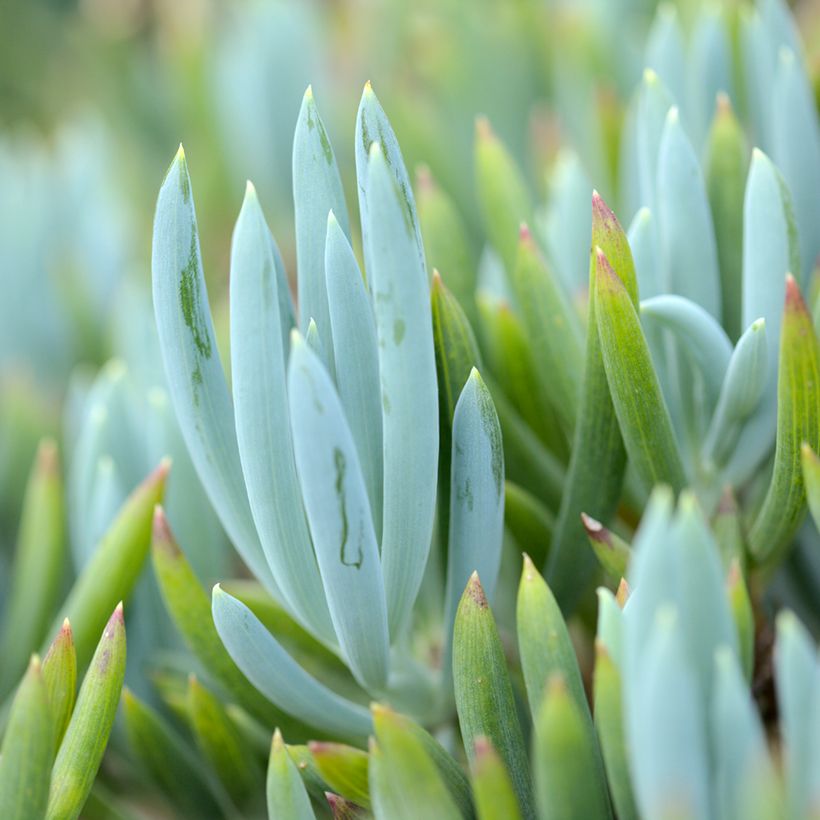 Senecio serpens Blue Chalk - Blauwe krijtplant (Blad)