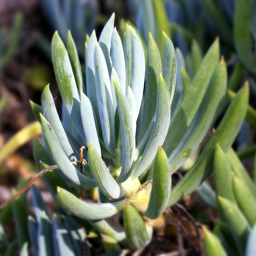 Senecio serpens - Blauwe krijtplant (Foliage)