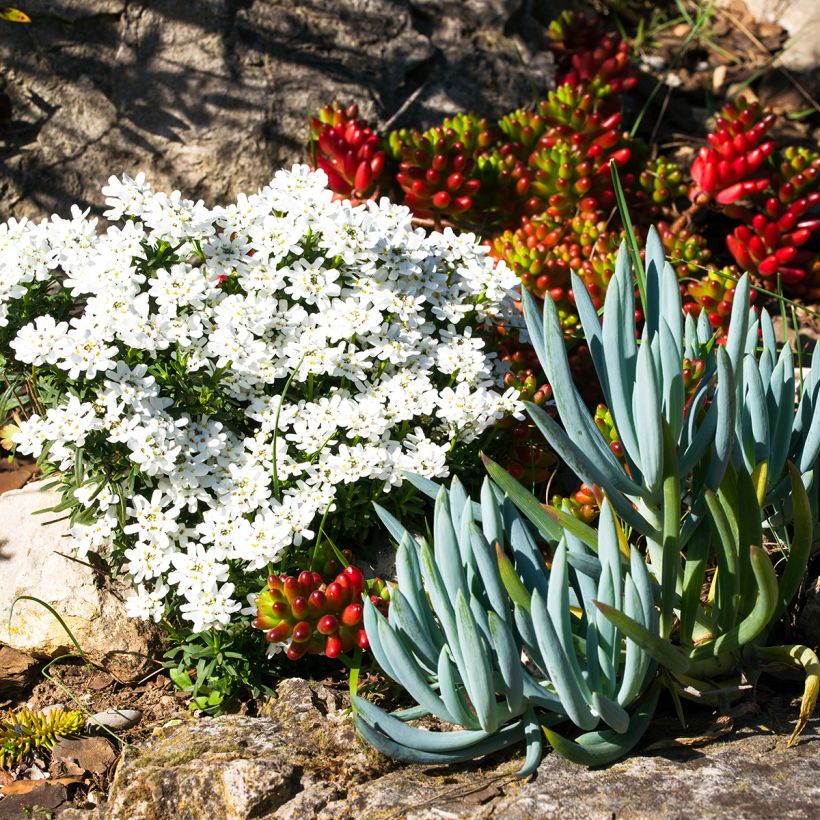 Senecio serpens - Blauwe krijtplant (Plant habit)