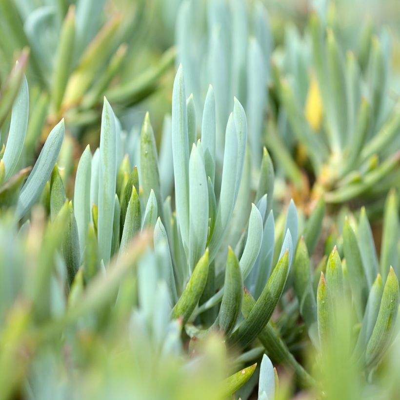 Senecio serpens Dwarf Blue - Blauwe krijtplant (Foliage)