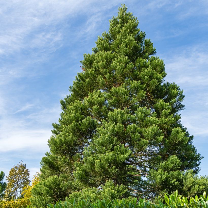 Sequoiadendron giganteum Greenpeace - Mammoetboom (Groeiplaats)
