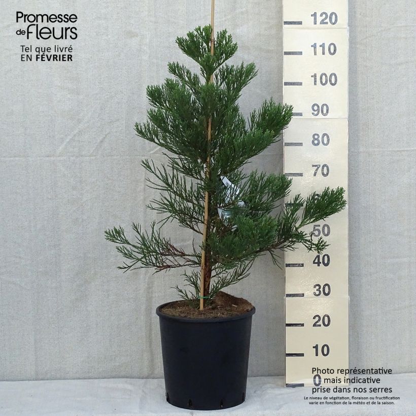 Exemplaar van Sequoiadendron giganteum Greenpeace - Mammoetboom Pot van 18 l/20 l zoals geleverd in de herfst