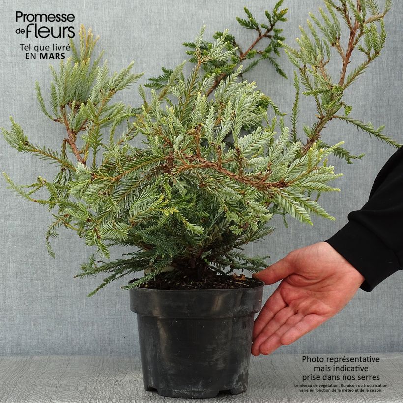 Example of Sequoia sempervirens Adpressa - Kustsequoia Pot van 3 l/4 l as you get in hiver