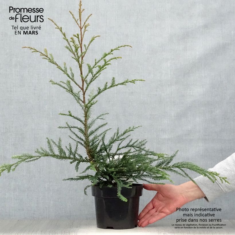 Exemplaar van Sequoia sempervirens Adpressa - Kustsequoia Pot van 3 l/4 l zoals geleverd in de lente