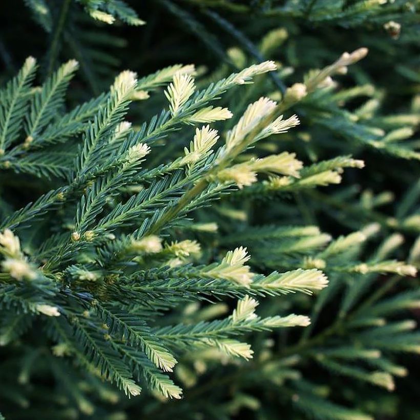 Sequoia sempervirens Adpressa - Kustsequoia (Foliage)