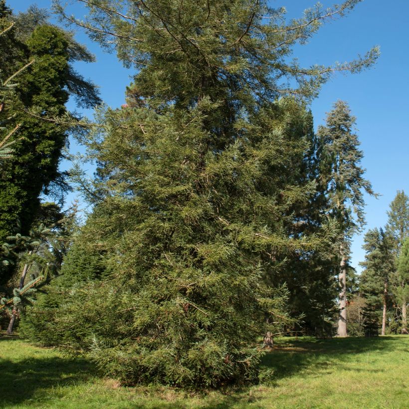 Sequoia sempervirens Adpressa - Kustsequoia (Plant habit)