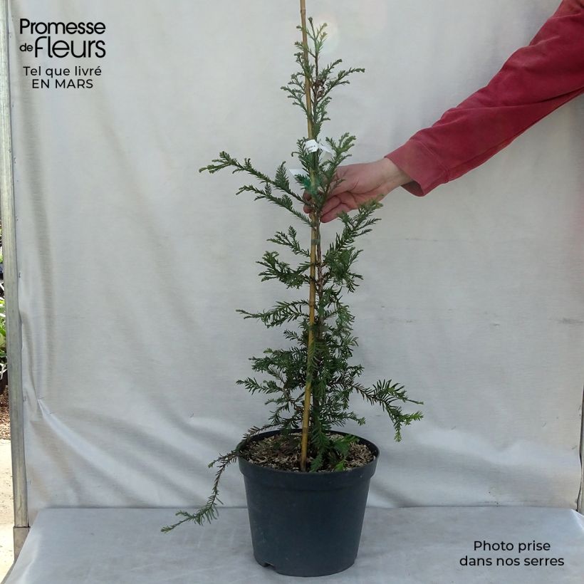 Example of Sequoia sempervirens - Séquoia à feuilles d'If Pot van 7,5 l/10 l as you get in hiver
