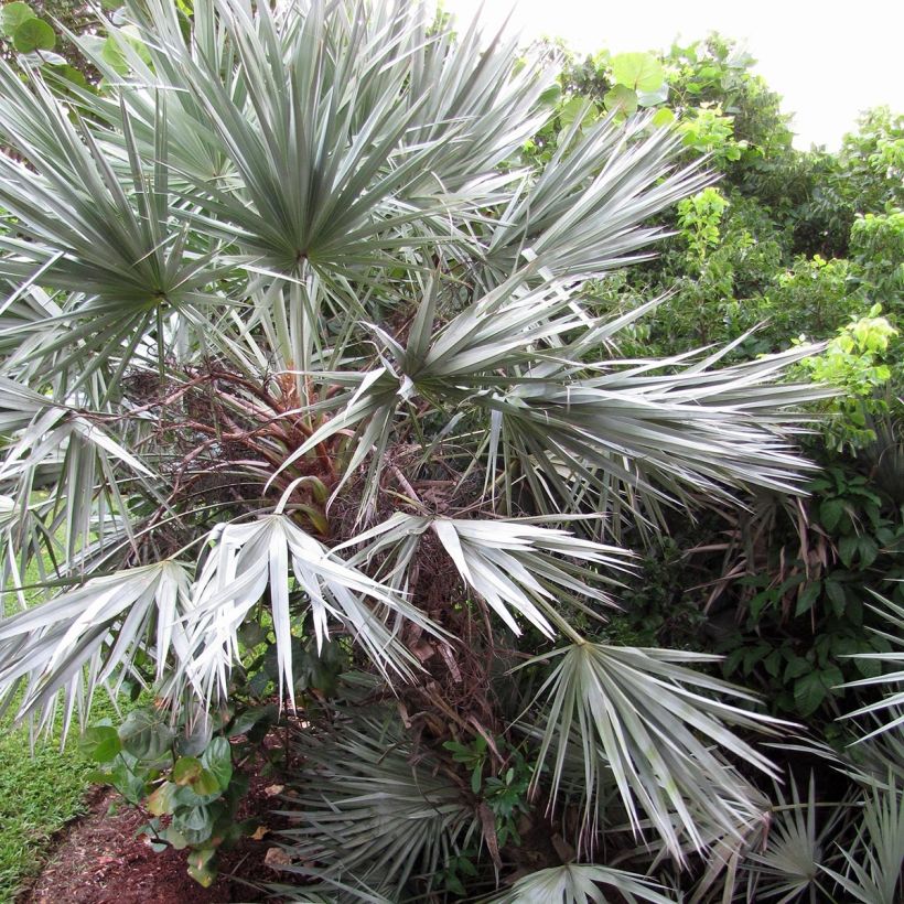 Serenoa repens Silver - Zaagpalm (Groeiplaats)