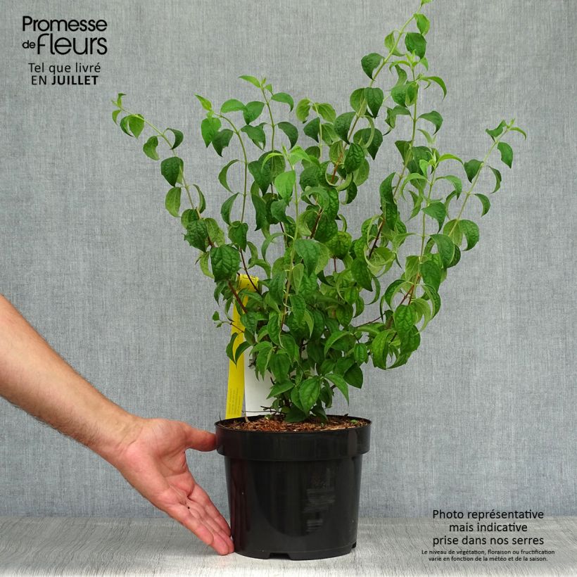 Exemplaar van Philadelphus Beauclerk - Boerenjasmijn Pot van 2 l/3 l zoals geleverd in de zomer