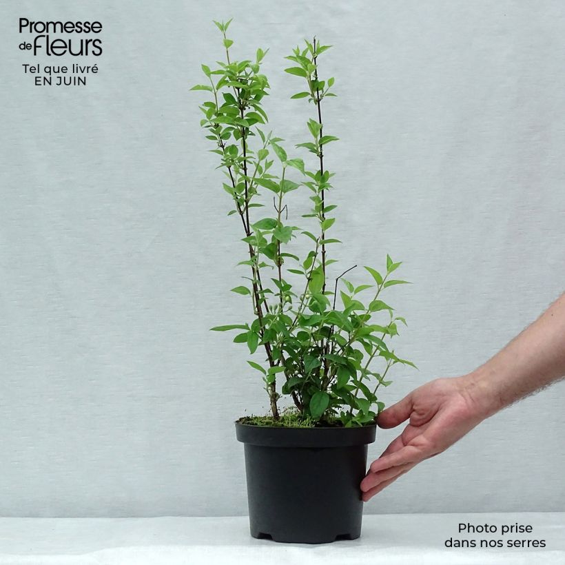 Exemplaar van Philadelphus Frosty Morn - Boerenjasmijn Pot van 3 l/4 l zoals geleverd in de zomer