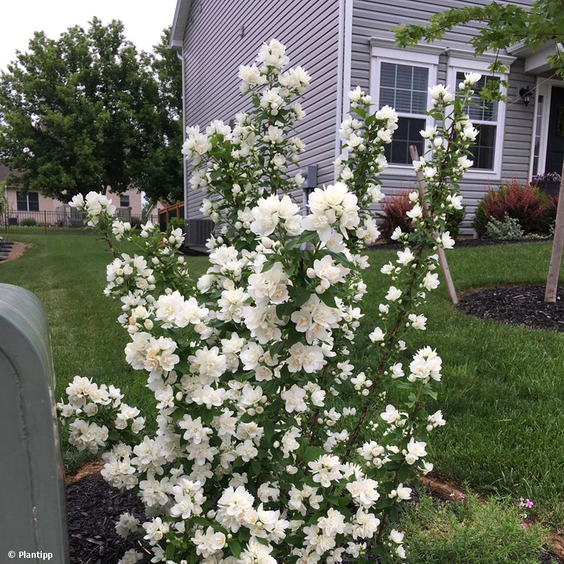 Philadelphus Pearls of Perfume - Boerenjasmijn (Plant habit)