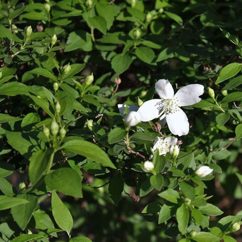 Philadelphus Silberregen - Boerenjasmijn (Foliage)