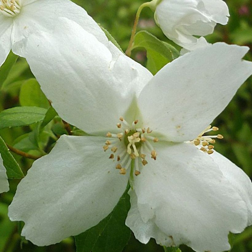 Philadelphus Silberregen - Boerenjasmijn (Flowering)