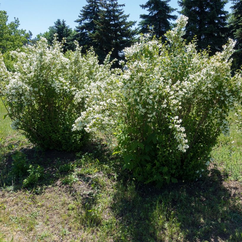 Philadelphus Silberregen - Boerenjasmijn (Plant habit)