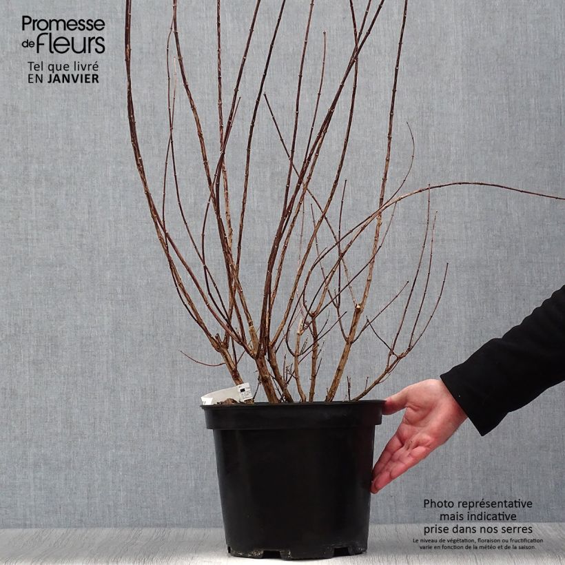 Example of Seringat - Philadelphus Snowbelle Pot van 7,5 l/10 l as you get in hiver