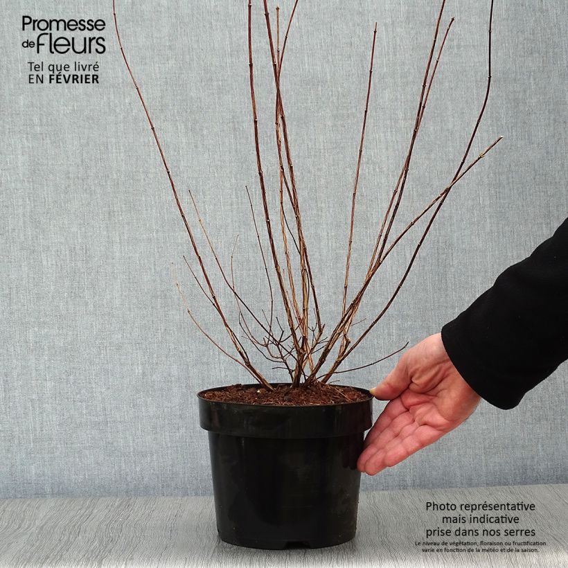 Example of Seringat - Philadelphus polyanthus Mont Blanc Pot van 3 l/4 l as you get in hiver
