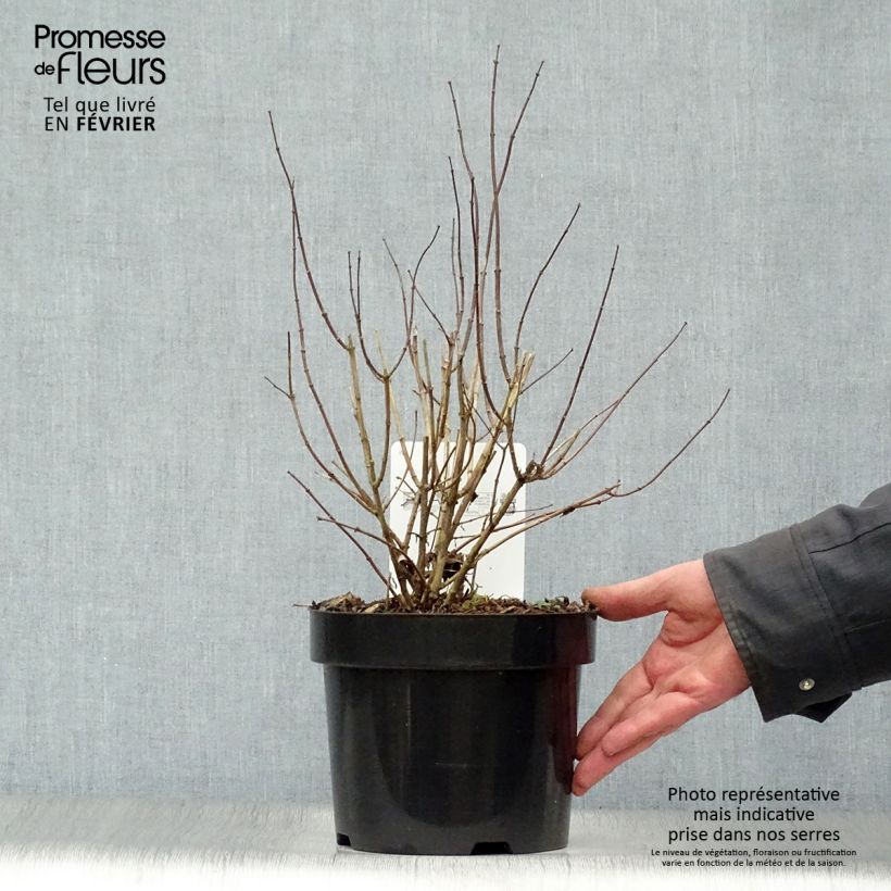 Example of Seringat blanc - Philadelphus Albâtre Pot van 3 l/4 l as you get in hiver