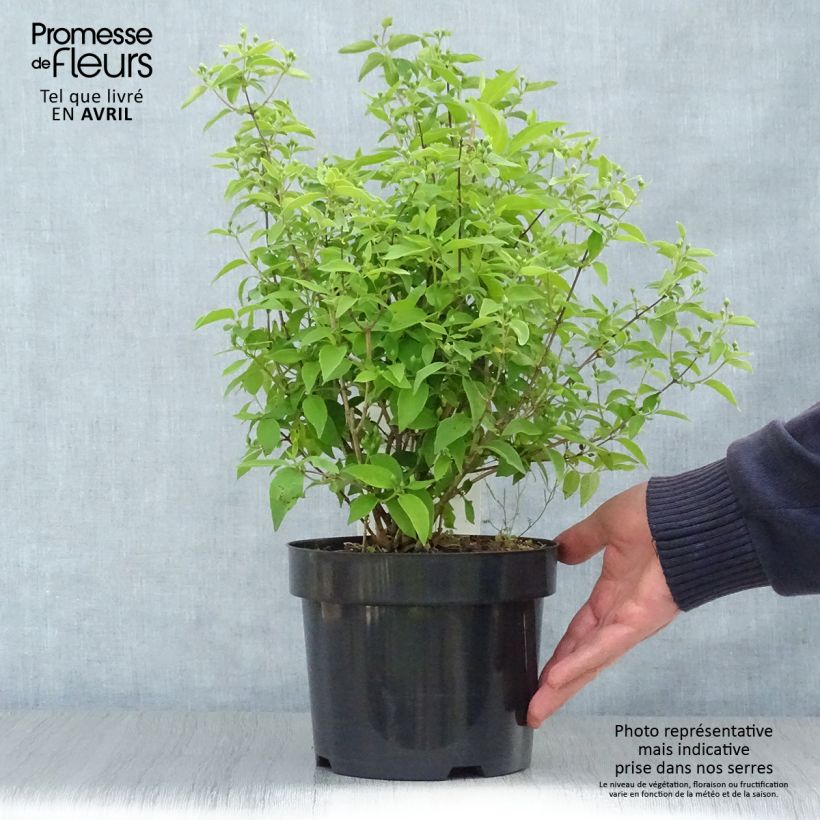 Exemplaar van Philadelphus Albâtre - Boerenjasmijn Pot van 3 l/4 l zoals geleverd in de lente