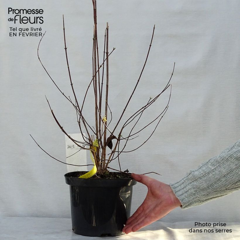 Example of Seringat blanc - Philadelphus Natchez Pot van 4 l/5 l as you get in hiver