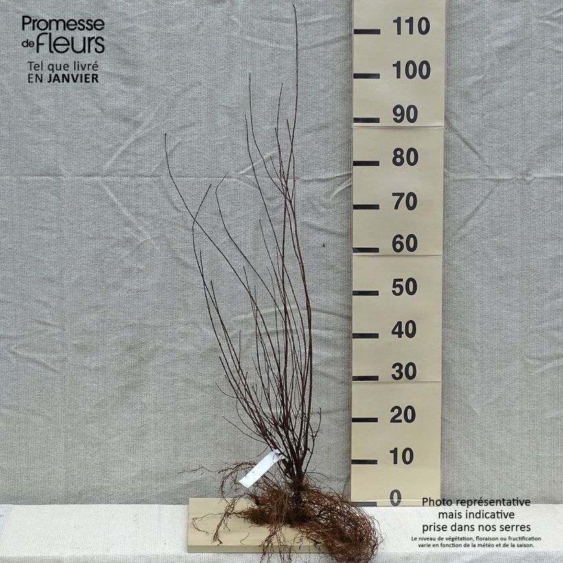 Example of Philadelphus lemoinei - Boerenjasmijn Naakte wortel as you get in hiver