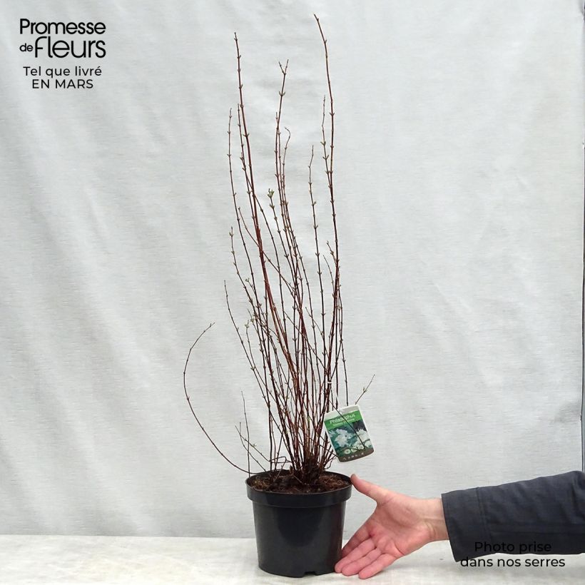 Exemplaar van Philadelphus Manteau d'Hermine - Boerenjasmijn Pot van 3 l/4 l zoals geleverd in de lente