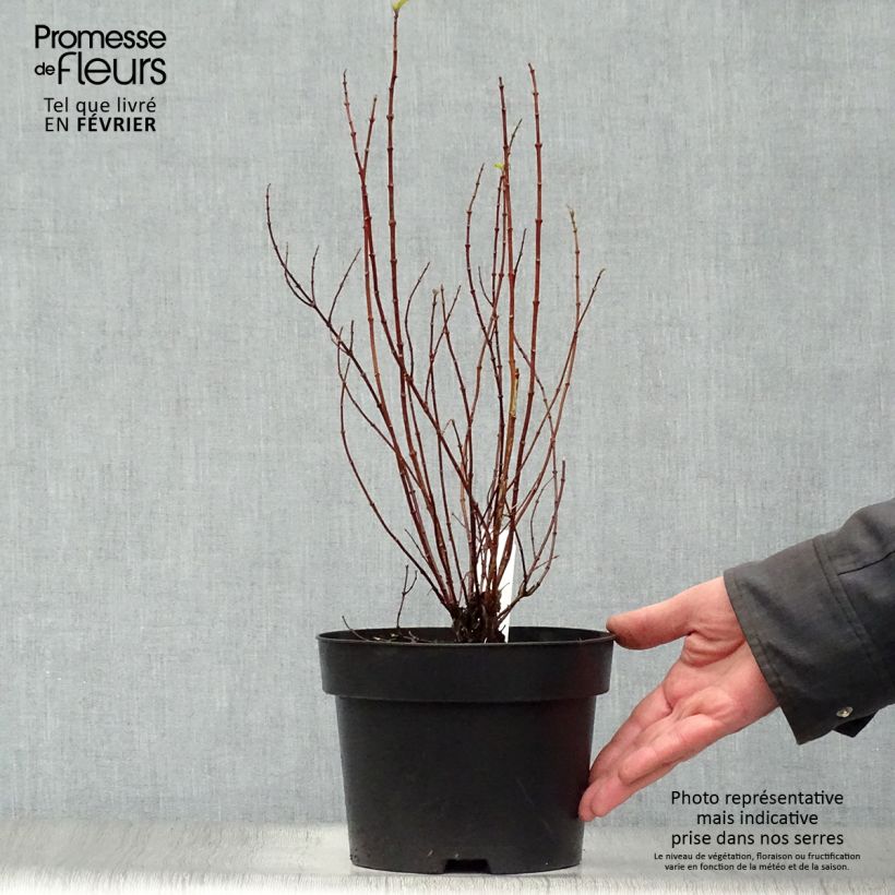 Example of Seringat de Lemoine - Philadelphus Manteau d'Hermine Pot van 3 l/4 l as you get in hiver