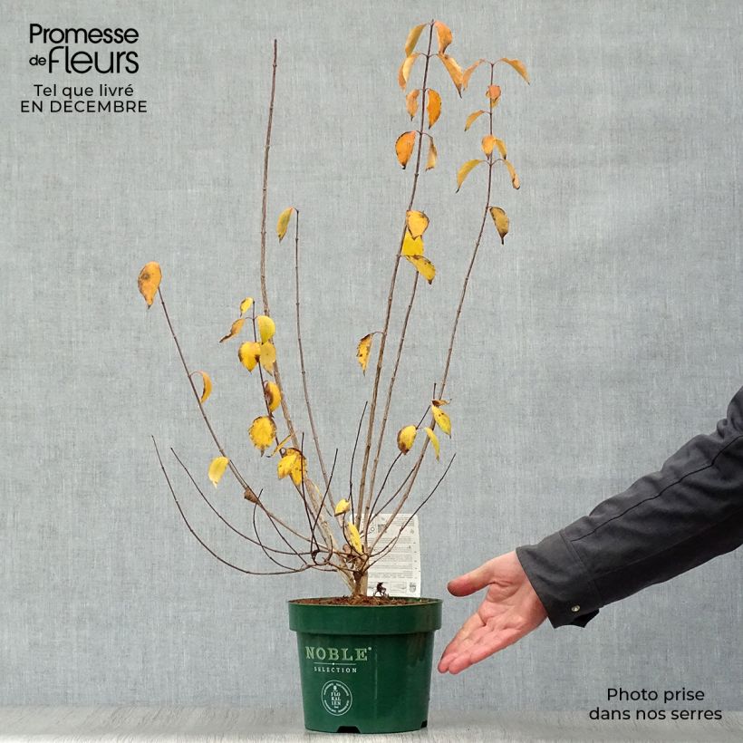 Example of Seringat des Jardins - Philadelphus Innocence Pot van 3 l/4 l as you get in hiver