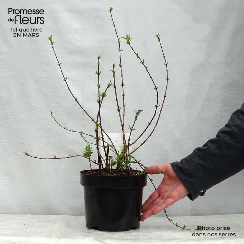 Exemplaar van Philadelphus Belle Etoile - Boerenjasmijn Pot van 3 l/4 l zoals geleverd in de lente