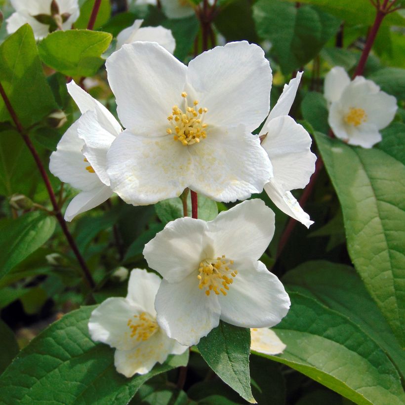 Philadelphus Starbright - Boerenjasmijn (Flowering)