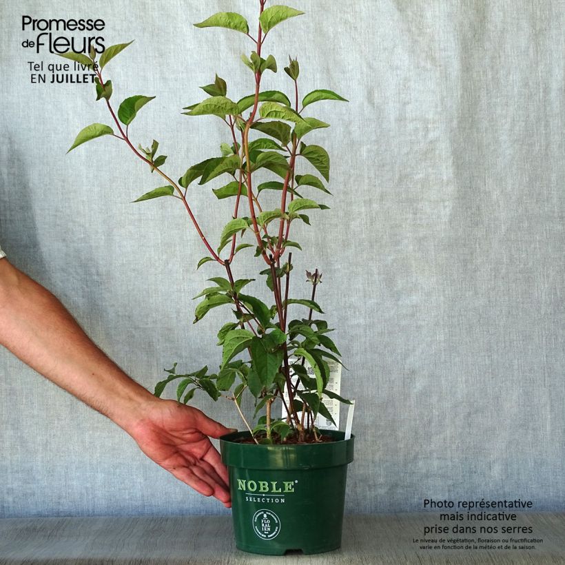 Exemplaar van Philadelphus Starbright - Boerenjasmijn Pot van 3 l/4 l zoals geleverd in de zomer