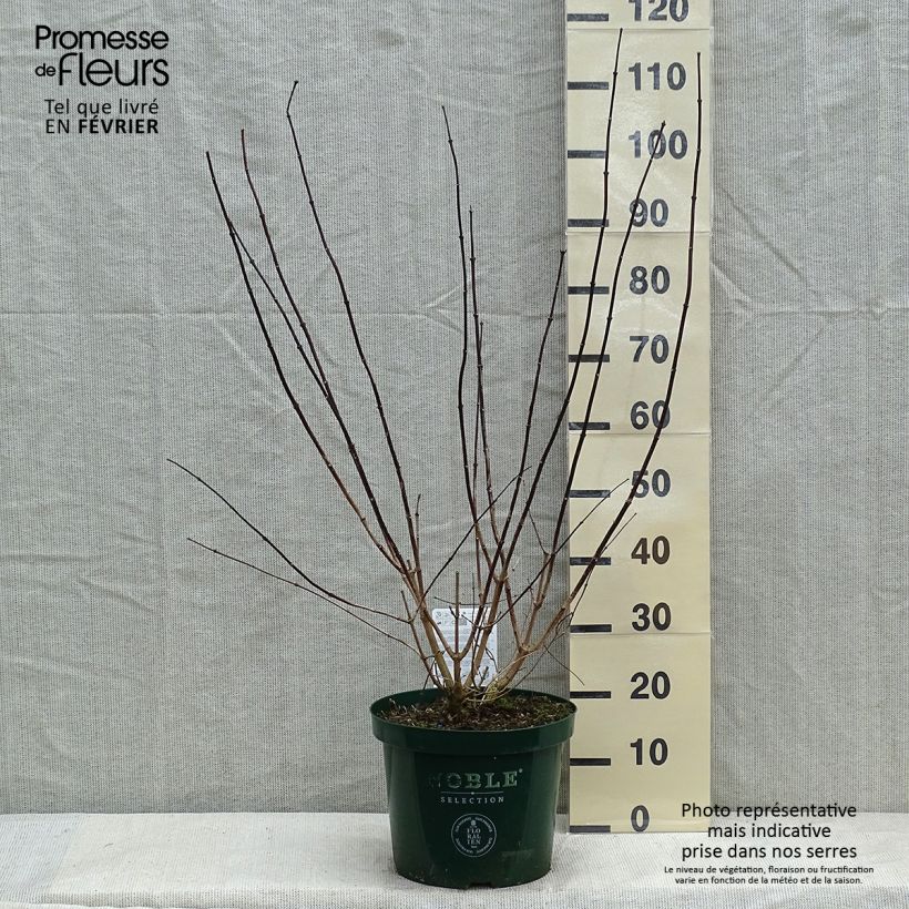 Example of Seringat des jardins - Philadelphus Starbright Pot van 7,5 l/10 l as you get in hiver